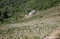 VBS_2626 - Fioritura Narcisi Castelnuovo Nigra 2022 e campi di papaveri rossi